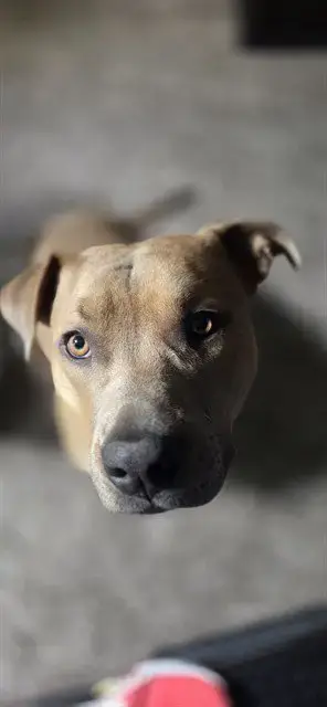 Ollie