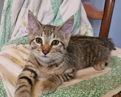 Bowie