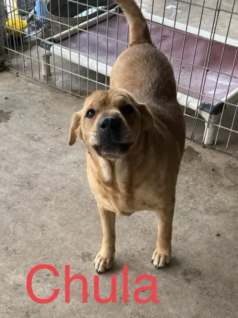 Chula photo 2