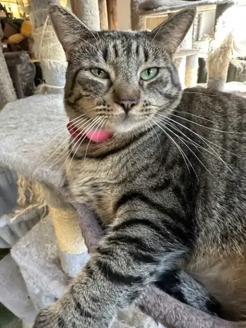 Lana Del Meow