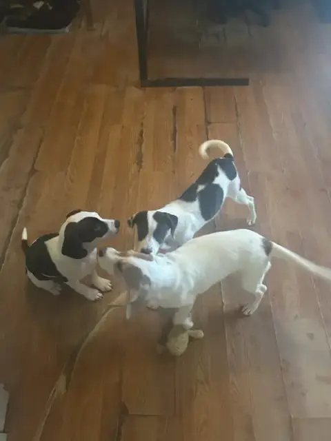 Helen-Beagle