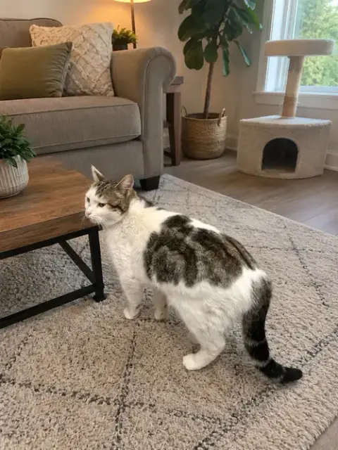Harlow Napa photo 2