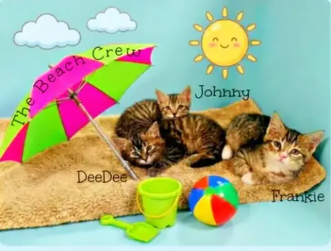 Johnny *Kitten*