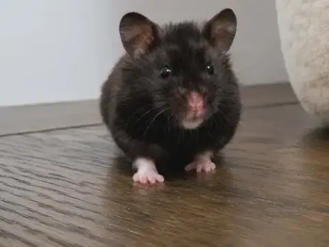 Clover