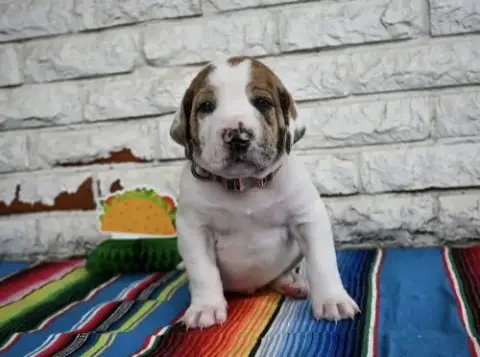 Queso