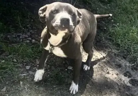 Bizzie