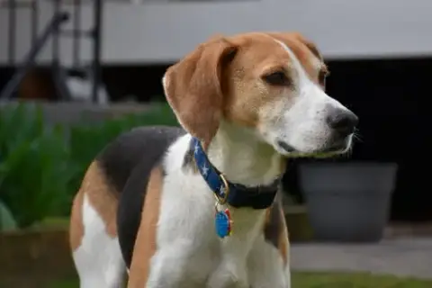 Taylor *Adopt* photo 2