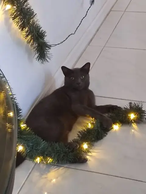 Buddy