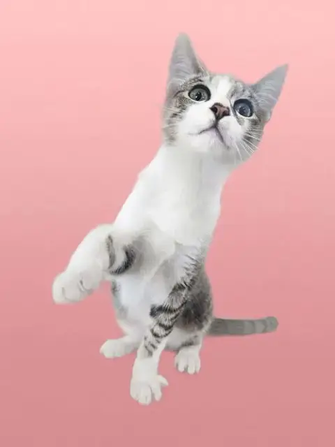 Nimbus