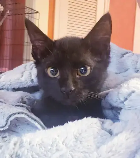 Gretel #Cute-Mini-Panther photo 5