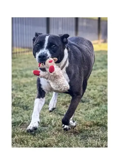 Sadie photo 4