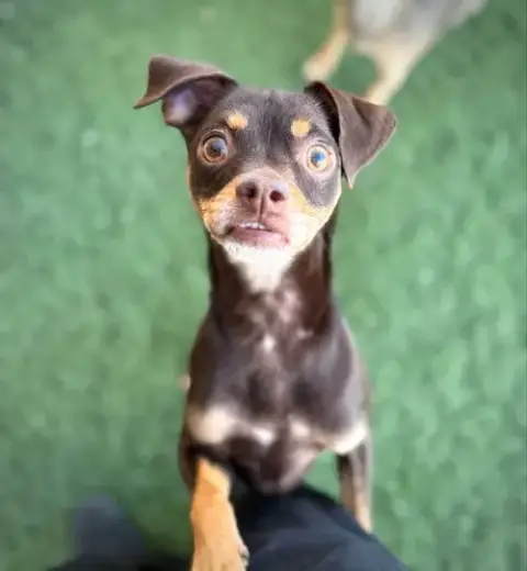 Kahlua