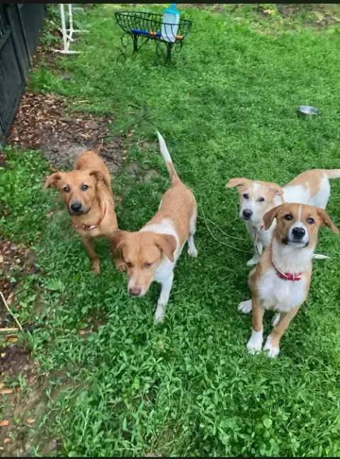 Puppy Hunter photo 4
