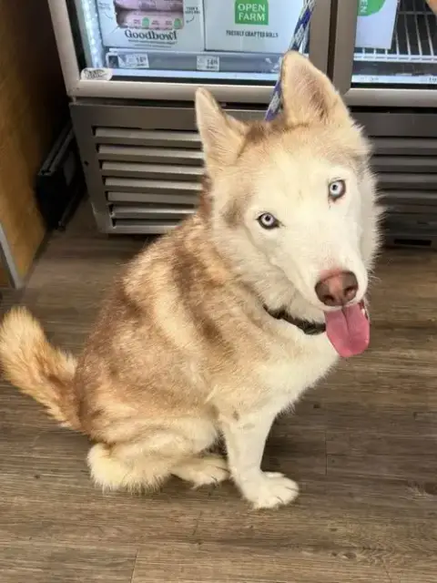 Roscoe