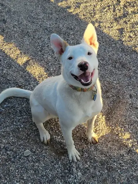 Toby #10