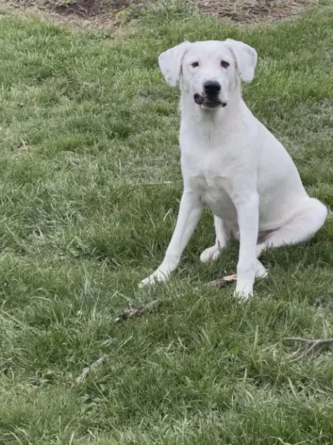 Falkor photo 4
