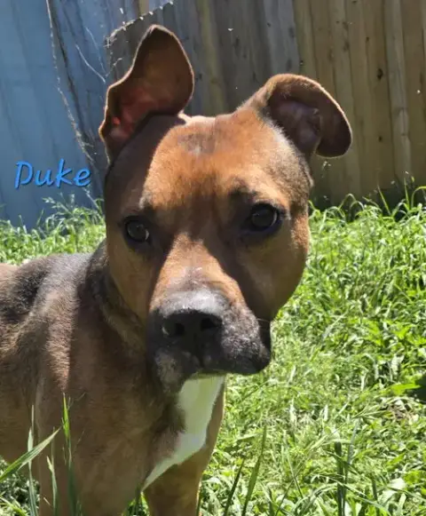 Duke