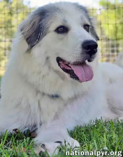 Fosters Needed! photo 2