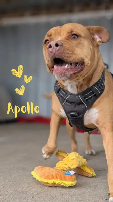 Apollo photo 5