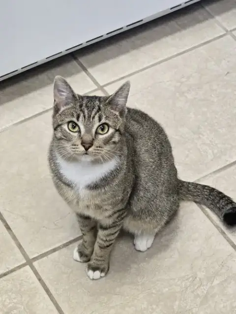Kovu photo 2