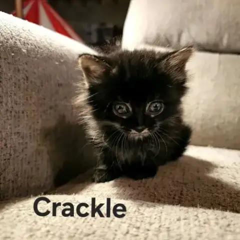 Crackle