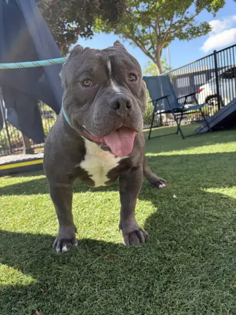 Chonk