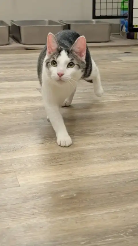 Louie