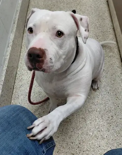 Sadie Mae photo 2