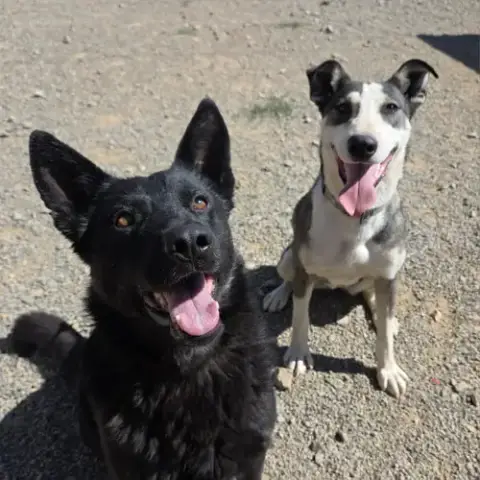 Dodger photo 4