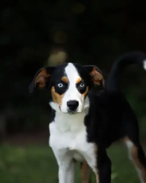 Dodger photo 3