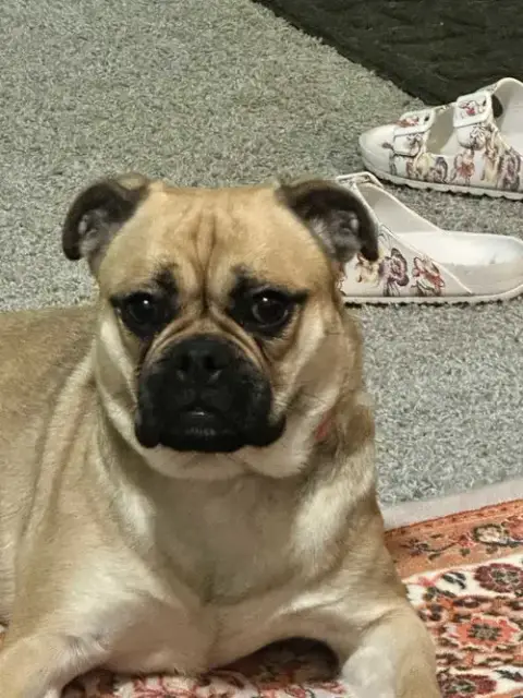 Twix Bella