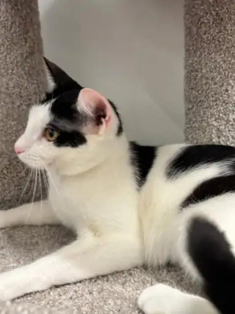 Cookie photo 3
