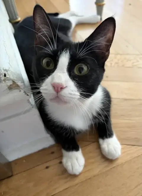 Domino And Pips! photo 3
