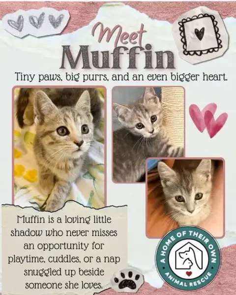 Muffin photo 2