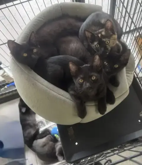 Turtle photo 2