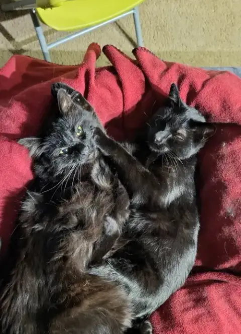 Mittens photo 4