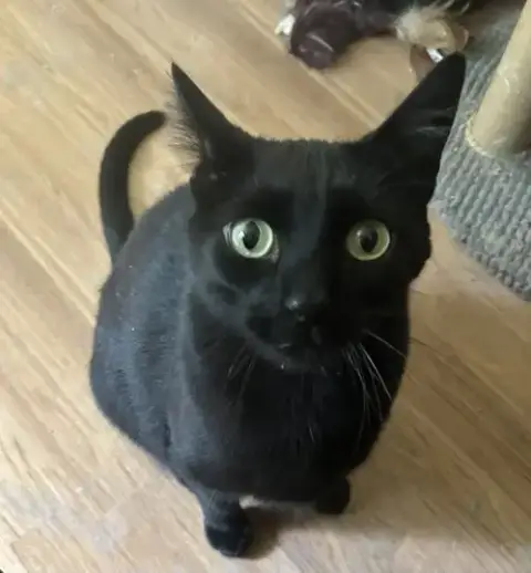 Felix
