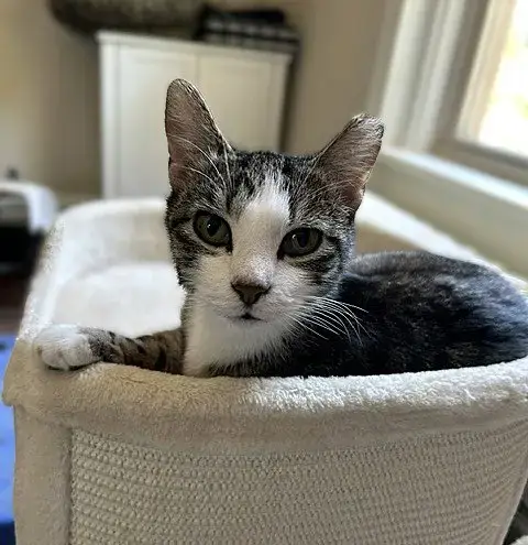 Frankie -Gentle Sweetheart photo 4