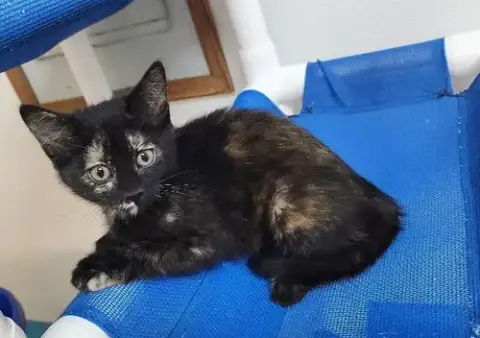 Kitten 27772 photo 2