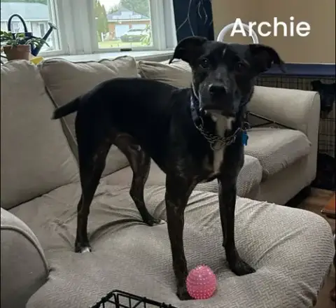 Archie photo 5