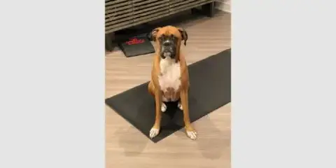 Dutchess Ii