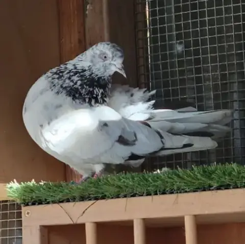 Speckie photo 3