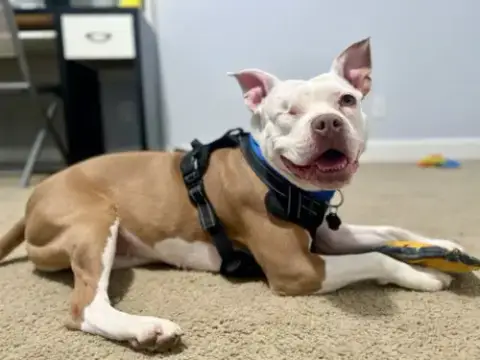Wiggles photo 2