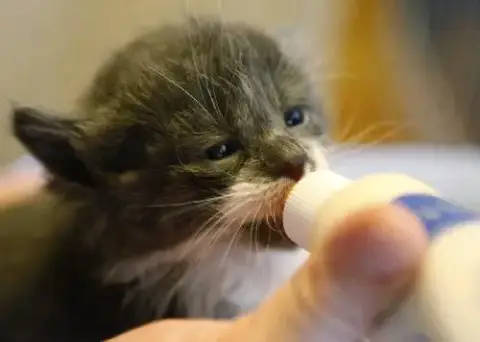 Kittens!!!!