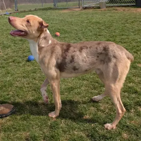 Pound Dog-Jerry #188265 Courtesy Listing photo 3