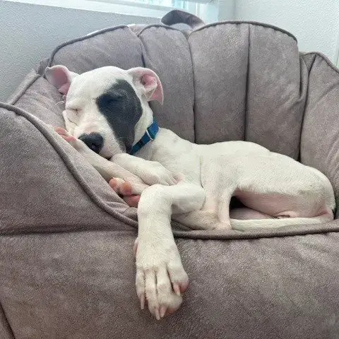 Kali photo 3