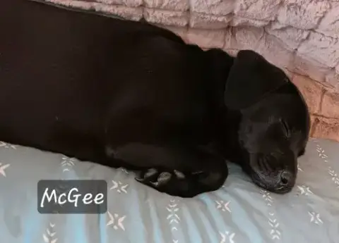 Mcgee photo 4