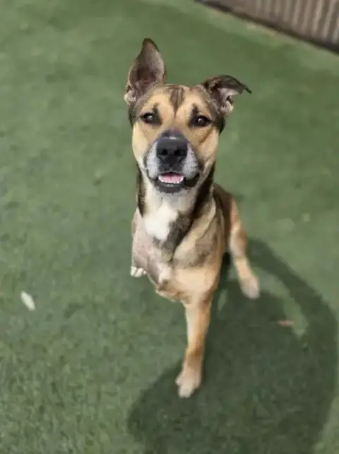 Buddy