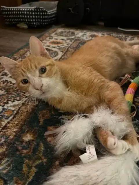 Clawed