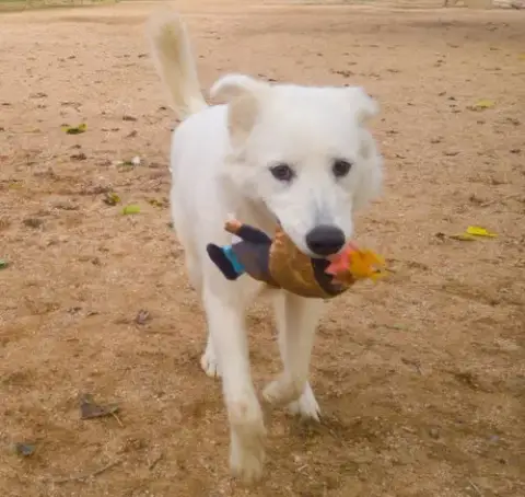 Pearl-Adoption Pending